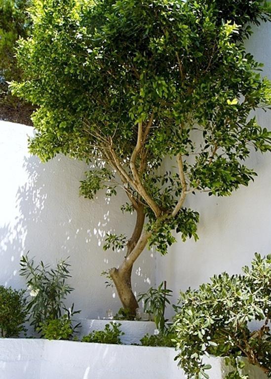 Idroussa Apartment Batsi  Exterior photo